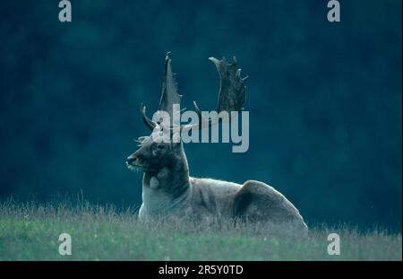 Damhirsch (Dama Dama), Männlich Stockfoto