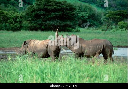 Weiße Nashörner (Ceratotherium simum), Paar, Hluhluwe-Nationalpark, Südafrika Stockfoto