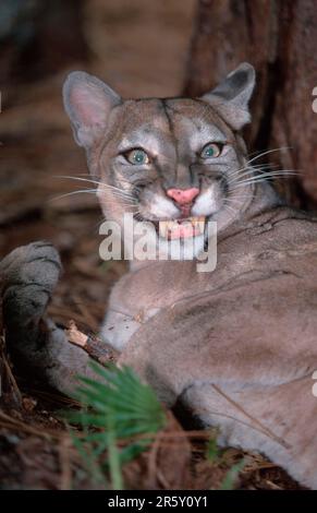 Florida-Panther (Felis concolor coryi) Stockfoto