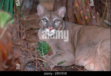 Florida-Panther (Felis concolor coryi) Stockfoto