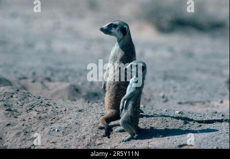 Meerkat (Suricata suricatta) mit Young, Kalahari Gemsbok Park, Südafrika Stockfoto