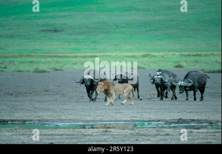 Büffel am Kap (Syncerus caffer) und afrikanischer Löwe (Panthera leo), männlich, Ngoro-ngoro-Krater, Tansania Stockfoto