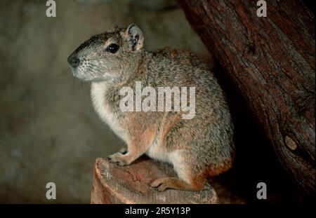 Rock Cavy (Kerodon rupestris), Seite Stockfoto