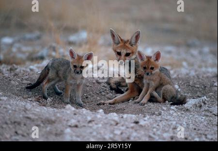 Cape Fox (Vulpes chama) mit Jungen im Höhlen, Silverback Fox, Etosha-Nationalpark, Namibia, Cape Fox mit Jungen im Höhlen, Etosha-Nationalpark, Namibia Stockfoto