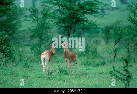 Rotes Hartebeest (Alcelaphus buselaphus), Paar, Hartebeest, Tansania Stockfoto