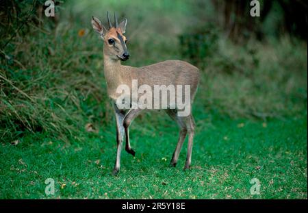 Duiker (Sylvicapra grimmia), Mkuzi-Wildreservat, Kwazulu Natal, Südafrika Stockfoto