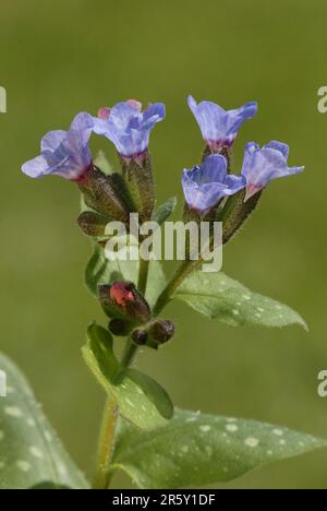 Lungenkraut (Pulmonaria Officinalis) Stockfoto