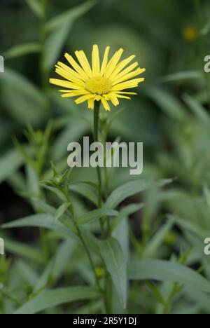 Gelbes Ochsauge (Buphthalmum salicifolium) Stockfoto