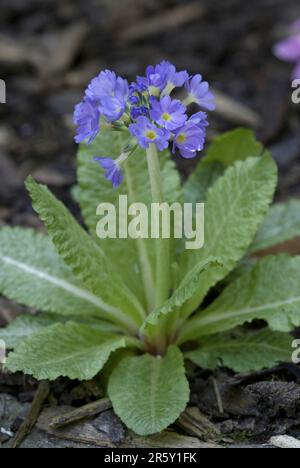 Trommelstock Primel (Primula Verbreitungsgebiet) Stockfoto