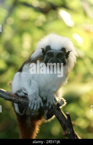 Tamarin (Saguinus ödipus) mit Baumwollgarn Stockfoto