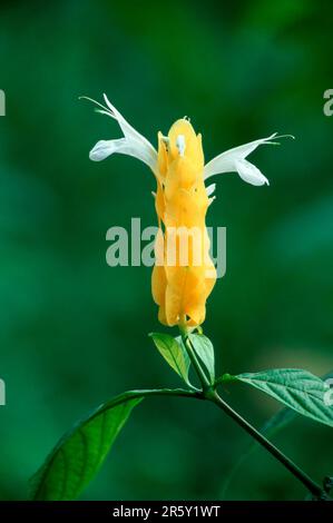 Gelbgarnelenpflanze (Pachystachys lutea) Stockfoto