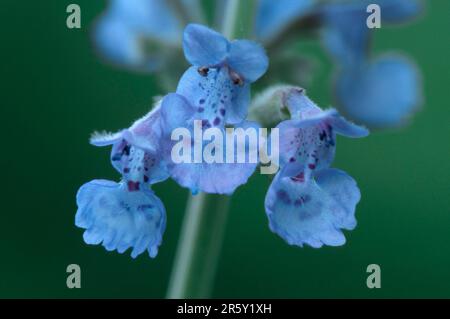 Zierkatzenminze (Nepeta faassenii) Stockfoto