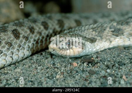 Westliche Schlange (Heterodon nasicus) Stockfoto