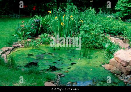 Blühende Algen im Gartenteich, nahe der Natur, Algen blühen in der Nähe des Naturgartenteiches, Deutschland Stockfoto