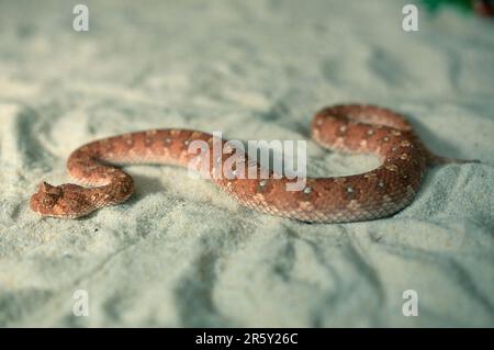 Hornzusatz (Bitis caudalis) Stockfoto