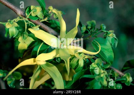 Ylang-Ylang (Cananga odorata), Madagaskar Stockfoto