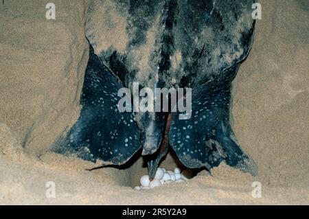 Lederschildkröte (Dermochelys coriacea), weibliche Legeeier, Trinidad Stockfoto