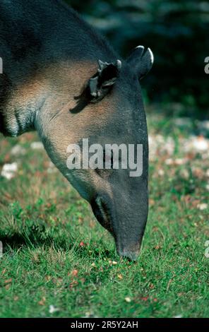 Baird's Tapir, Mittelamerikanischer Tapir, Mittelamerikanischer Tapir (Tapirus bairdii) Stockfoto