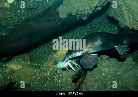 Schnabeltiere (Ornithorhynchus anatinus), Schnabeltiere, eilegende Säugetiere Stockfoto