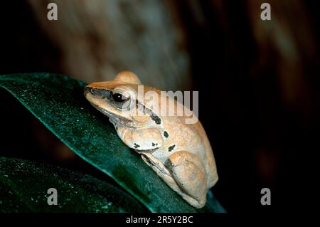 Goldbaumfrosch (Polypedate leucomystax), Frösche Stockfoto