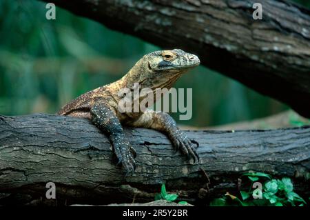 Komododrachen (Varanus komodensis) Stockfoto