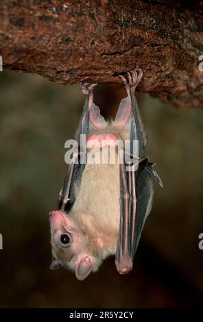 Ägyptische Fledermaus (Rousettus aegyptiacus), ägyptische Fruchtfledermaus Stockfoto