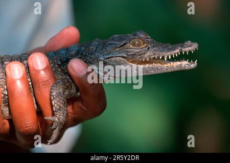 Jungkrokodil in menschlicher Hand, Simbabwe, nilkrokodil (Crocodylus niloticus), Jungtier in menschlicher Hand, Simbabwe Stockfoto