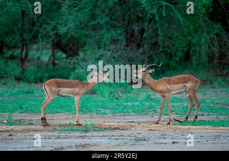 Impala (Aepyceros melampus), Männlich, Kruger-Nationalpark, Südafrika, Schwarzhacken-Antilope, Bucks, Kruger-Nationalpark, Antilope Stockfoto