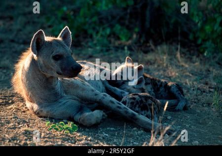 Gesuchte Hyänen, weibliche Pflegekinder, Kruger-Nationalpark, Südafrika (Crocuta crocuta), Tuepfelhyaenen, Weibchen saeugt Jungtiere, Krueger Stockfoto