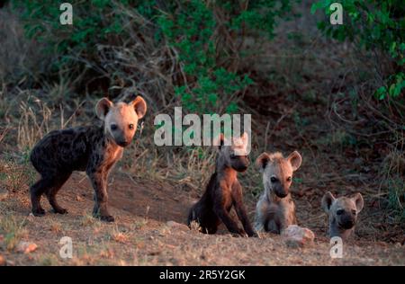 Gesichtet wurden Hyaenas, Jungen im den, Kruger-Nationalpark, Südafrika (Crocuta crocuta), Tuepfelhyaenen, Jungtiere am Bau, Krueger-Nationalpark Stockfoto