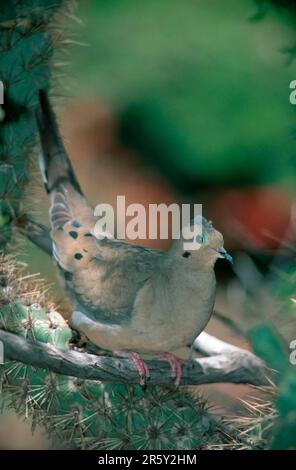 Trauertaube (Zenaida macroura), Arizona, USA, Sonora-Wüste, Amerika, amerika, Tiere, Vögel, Tauben, Draußen, draußen, vertikal, sitzen Stockfoto