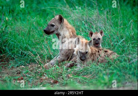 Gefleckte Hyänen (Crocuta crocuta), weiblich mit Jungen, Kruger-Nationalpark, Südafrika, gefleckte Hyänen, Junge Hyäne, Hyäne Stockfoto