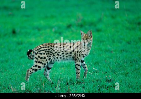 Serval (Felis serval) Serengeti-Nationalpark, Tansania, Serengeti-Nationalpark, lateral, Side Stockfoto
