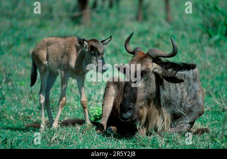 Blaue Wildebeeren, Kuh mit Kalb, Serengeti-Nationalpark, Tansania, östliche weißbärtige Gnus (Connochaetes taurinus albojubatus) Kühe mit Stockfoto