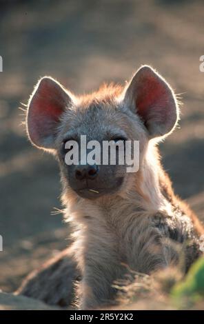 Fleckhyaena, Kruger-Nationalpark, Südafrika (Crocuta crocuta), Tuepfelhyaene, Krueger-Nationalpark, Suedafrika, Tuepfelhyaene, Saeugetiere Stockfoto