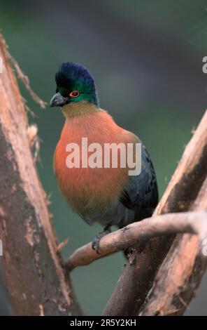 Purpurkammturaco (Tauraco porphyreolophus), Purpurkammlourie, Tiere, Vogel, Vögel, Vögel, draußen, draußen, Erwachsener, Sitzen, Sitzen Stockfoto