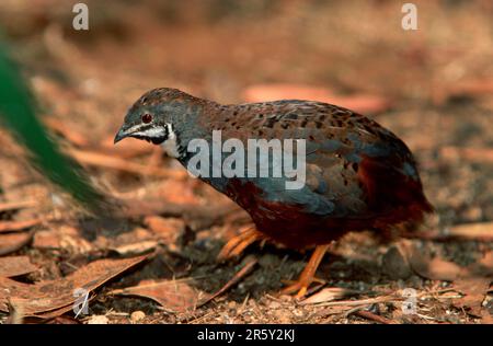 Indischer Blauwachtel, männlich (Coturnix chinensis) Stockfoto