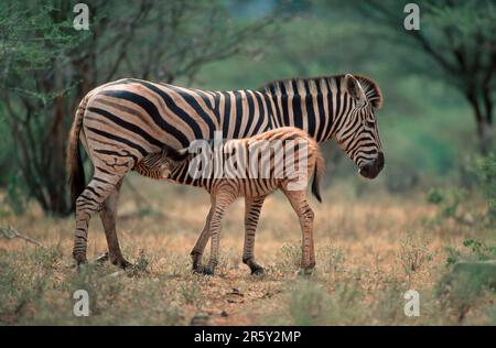 Chapman's Zebras, Stute Nursing Foal, Kruger Nationalpark, Südafrika (Equus Quagga Antiquorum), Side Stockfoto