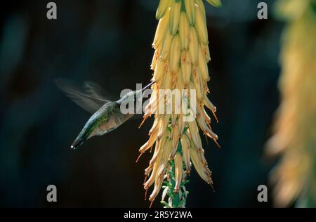 Calliope Kolibri, weiblich, Sonora Desert, Arizona, USA (Stellula calliope), Sternenelf, weiblich, Sonora Desert, Arizona, USA Stockfoto