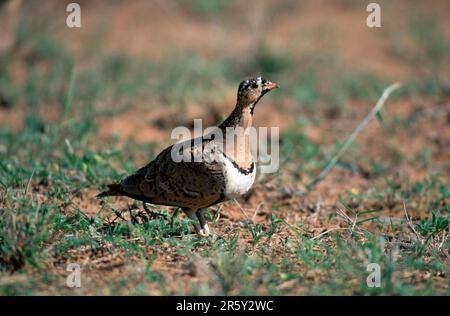 Schwarzmaschen-Sandhuhn (Pterocles decoratus), Männlich, Samburu Wildreservat, Kenia, Juwelen-Sandhuhn, Männlich, Samburu Wildreservat, Kenia Stockfoto