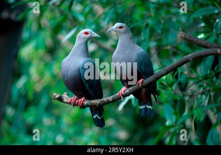 Pinon Imperial Pigeons, pinons Imperialtaube (Ducula pinon), Rotäugige Fruchttauben, Rotäugige Fruchttaube Stockfoto