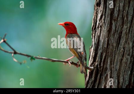 Rotkopf-Weaver (Anaplectes rubriceps), Männlich, Kruger-Nationalpark, Südafrika (Anaplectes melanotis) (Malimbus rubriceps), Scharlachweber Stockfoto