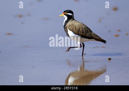 Banded Lapwing, Sturt Nationalpark, New South Wales, Australien (Vanellus Tricolor), Banded Plover, Seite Stockfoto