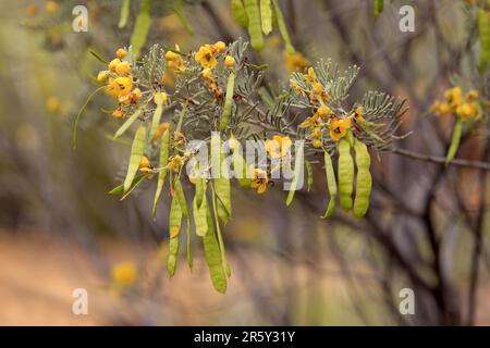 Ovalblättrige Cassia, Blüten und Früchte, Northern Territory, Australien (Senna artemisioides) Stockfoto