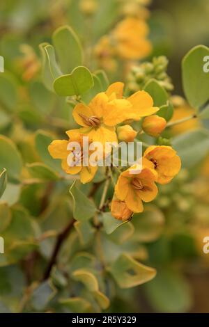 Ovalblättriges Cassia, Northern Territory, Australien (Senna artemisioides) Stockfoto