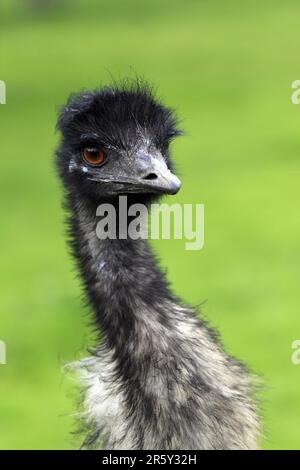 EMU (Dromaius novaehollandiae), Männlich, Australien Stockfoto