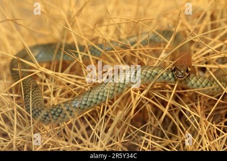 Gelbschwanzschlange (Demansia psammophis), Northern Territory, Australien Stockfoto