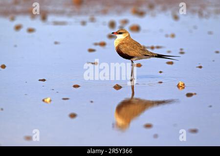 Australisches Pratincole (Stiltia isabella), Sturt-Nationalpark, New South Wales, Australien, Side Stockfoto