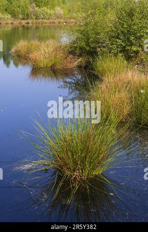 Meerbaansblaak, Groote Peel National Park, Moorteich, Moorsee, Niederlande Stockfoto