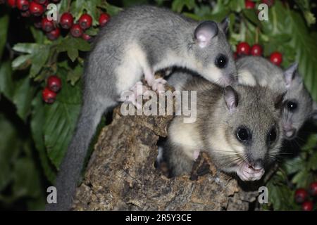 Essbare Studentenwohnmäuse (Glis glis), weiblich mit Jugendlichen, Deutschland Stockfoto